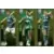 FIFA 365 - 2024 - Dudu / Endrick / Rony - Palmeiras
