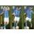Bilal El Khannouss / Mike Trésor Ndayishimiye / Joseph Paintsil - KRC Genk