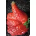 Pakrete