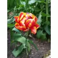 valmo95