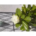 Marie30340